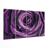Purple Rose 4 Pieces Mega Glass Wall Art (59"x36") | Insigne Art Design.